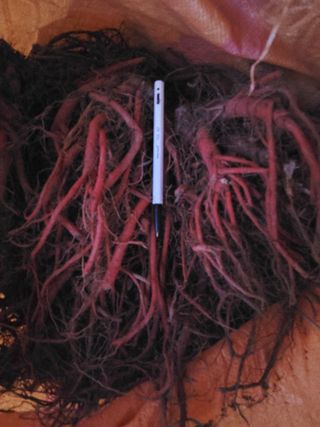 한뿌리농원님의 기타작물 · 영농일지 작성글 사진