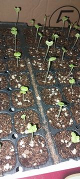 팜모닝 배추·영농일지 게시글 이미지