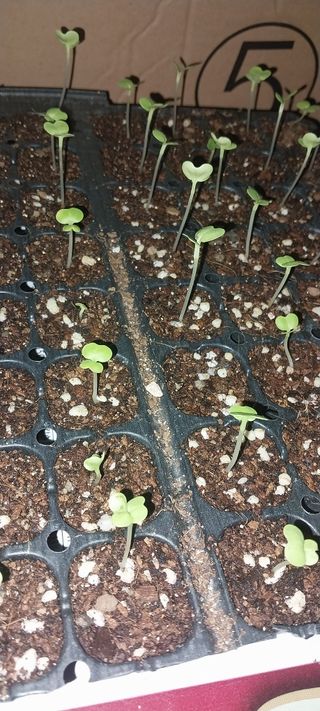 주말 텃밭 농부님의 배추 · 영농일지 작성글 사진