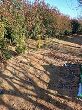 팜모닝 기타작물·영농일지 게시글 이미지