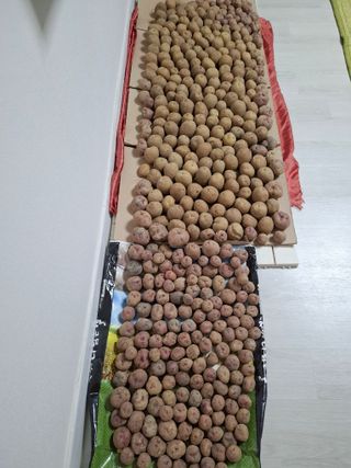 마늘14470님의 감자 · 영농일지 작성글 사진