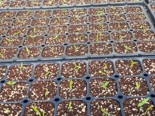 금은숙님의 기타작물 · 영농일지 작성글 사진