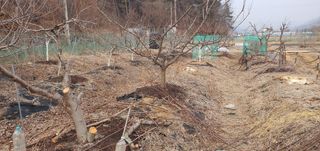 박상중님의 사과 · 영농일지 작성글 사진