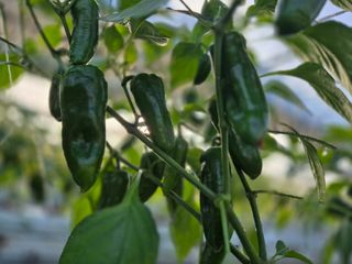 늘햇살팜 님의 기타작물 · 영농일지 작성글 사진