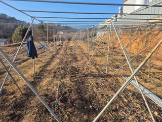 최진일님의 블루베리 · 영농일지 작성글 사진