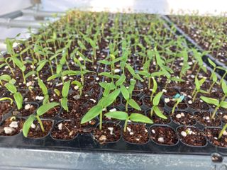 박린님의 고추 · 영농일지 작성글 사진