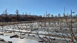 늘푸른 농장주님의 기타작물 · 영농일지 작성글 사진