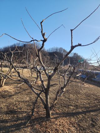 대운농원님의 기타작물 · 영농일지 작성글 사진