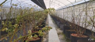 류근택님의 블루베리 · 영농일지 작성글 사진