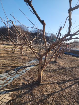대운농원님의 기타작물 · 영농일지 작성글 사진