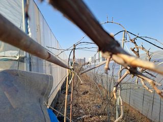 김청수 님의 사과 · 영농일지 작성글 사진