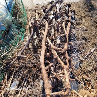 정찬영님의 옥수수 · 영농일지 작성글 사진