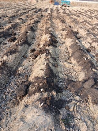 최남옥님의 감자 · 영농일지 작성글 사진