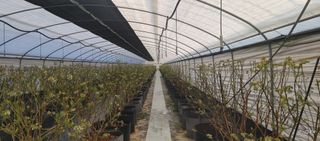 류근택님의 블루베리 · 영농일지 작성글 사진