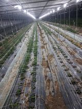 팜모닝 기타작물·영농일지 게시글 이미지