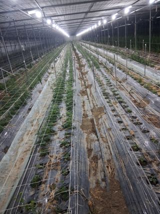 조희후 님의 기타작물 · 영농일지 작성글 사진