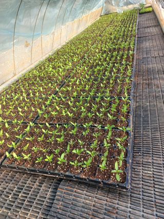 박린님의 고추 · 영농일지 작성글 사진