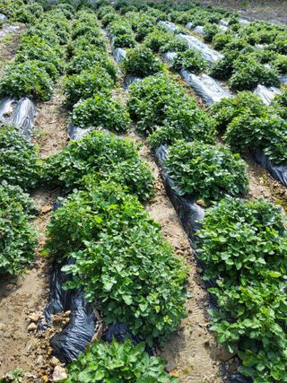 한뿌리농원님의 기타작물 · 영농일지 작성글 사진