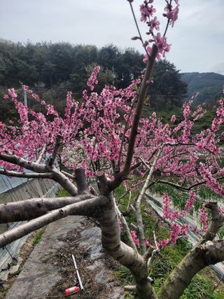 동길니우스님의 파 · 영농일지 작성글 사진
