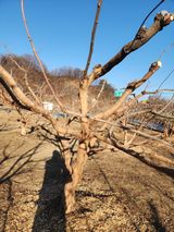 팜모닝 기타작물·영농일지 게시글 이미지