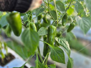 늘햇살팜 님의 기타작물 · 영농일지 작성글 사진