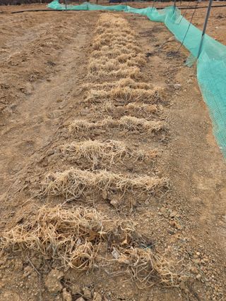 콩7431(팔공산)님의 기타작물 · 영농일지 작성글 사진