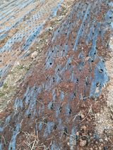 팜모닝 양파·영농일지 게시글 이미지