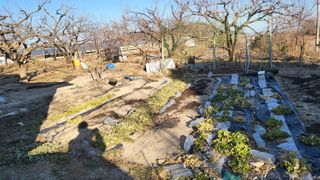 괴동조합장님의 양파 · 영농일지 작성글 사진