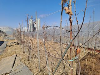 김청수 님의 사과 · 영농일지 작성글 사진