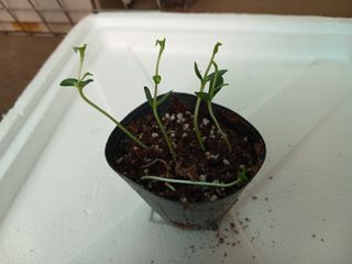 김홍중님의 기타작물 · 영농일지 작성글 사진