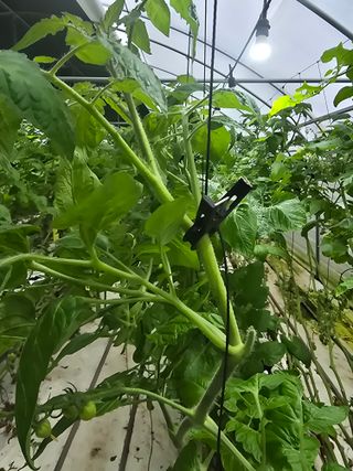 김호진님의 토마토 · 영농일지 작성글 사진