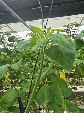 김호진님의 토마토 · 영농일지 작성글 사진