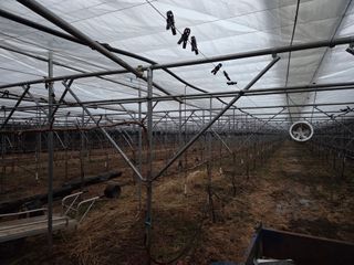 고추15651님의 포도 · 영농일지 작성글 사진