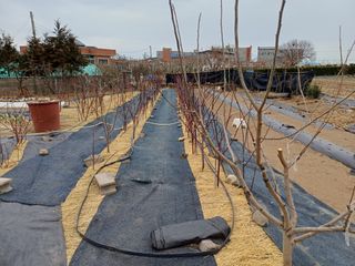 최정윤님의 딸기 · 영농일지 작성글 사진