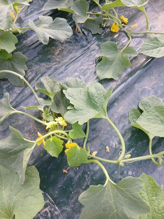 조영임님의 기타작물 · 영농일지 작성글 사진