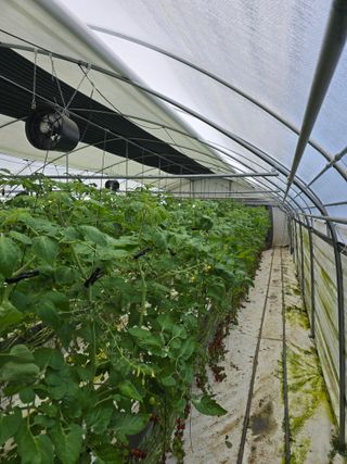 김호진님의 토마토 · 영농일지 작성글 사진