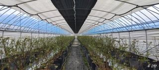 류근택님의 블루베리 · 영농일지 작성글 사진