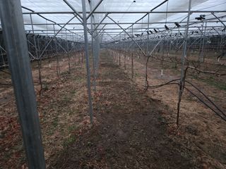 고추15651님의 포도 · 영농일지 작성글 사진