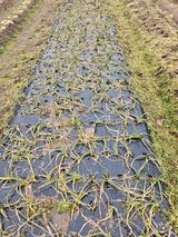 팜모닝 마늘·영농일지 게시글 이미지