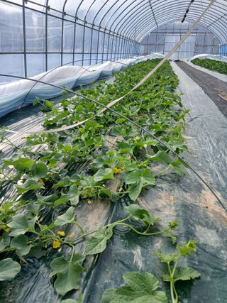 조영임님의 기타작물 · 영농일지 작성글 사진