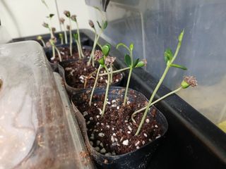 김홍중님의 기타작물 · 영농일지 작성글 사진