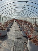 팜모닝 블루베리·영농일지 게시글 이미지