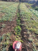 개인교수님의 작성글 사진