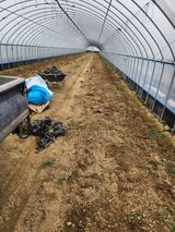 김저팔계님의 작성글 사진