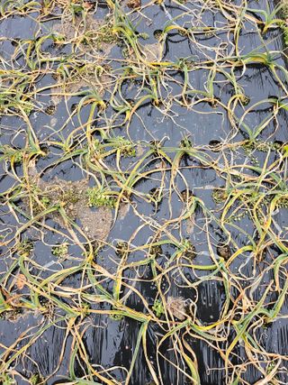 김제일주농장님의 마늘 · 영농일지 작성글 사진