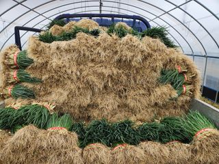 김저팔계님의 파 · 영농일지 작성글 사진