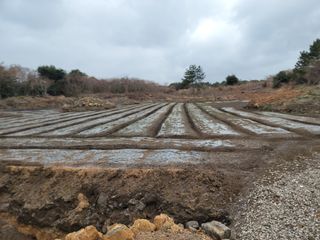 개인교수님의 양파 · 영농일지 작성글 사진