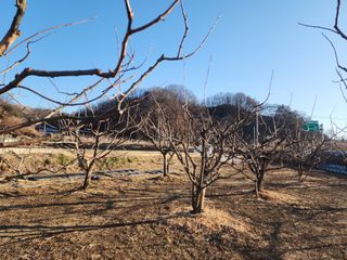대운농원님의 기타작물 · 영농일지 작성글 사진
