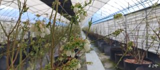 류근택님의 블루베리 · 영농일지 작성글 사진