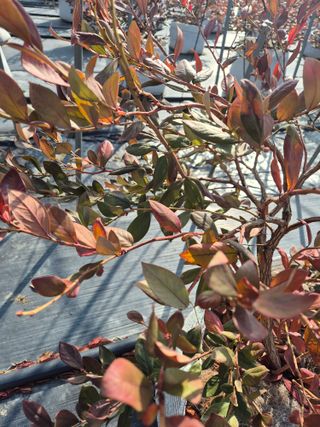 박영희님의 블루베리 · 영농일지 작성글 사진